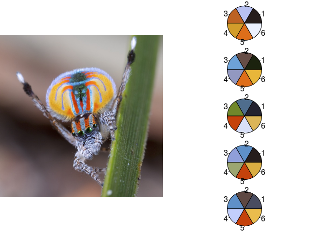 The five most visually distinctive palettes found for the Peacock Spider image
